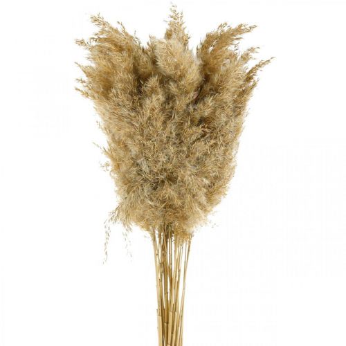 Floristik24 Pampasgras getrocknet Natur Trockendeko 65cm 20 St im Bund