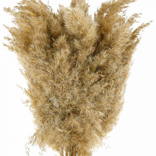 Floristik24 Pampasgras getrocknet Natur Trockendeko 65cm 20 St im Bund