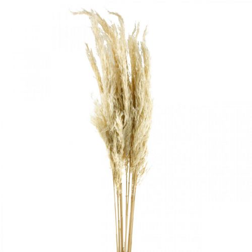 Floristik24 Pampasgras getrocknet Gebleicht 75cm Für Trockenstrauß Bund mit 10 St