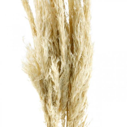 Floristik24 Pampasgras getrocknet Gebleicht 75cm Für Trockenstrauß Bund mit 10 St