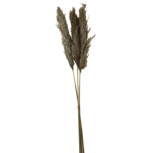 Artikel Pampasgras getrocknet Deko Trockengräser Natur 95cm 3 St