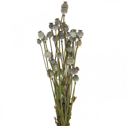 Getrocknete Mohnkapseln Natur Trockenblumen Bund Deko Mohn 90g