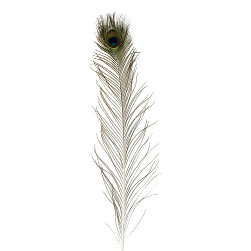 Floristik24 Pfauenfedern Deko Echte Vogelfedern lang 70cm 16 St