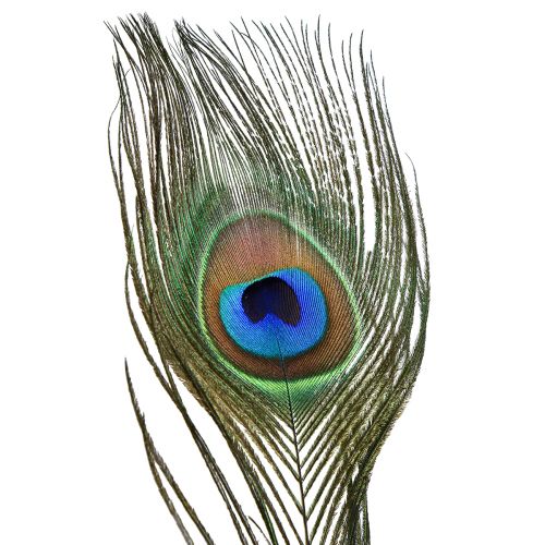 Floristik24 Pfauenfedern Deko Echte Vogelfedern lang 70cm 16 St