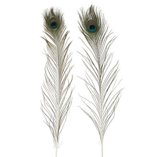 Floristik24 Pfauenfedern Deko Echte Vogelfedern lang 70cm 16 St