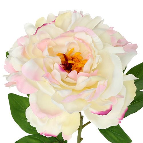 Floristik24 Pfingstrose Creme-Rosa 78cm