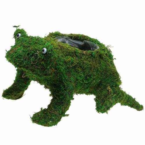 Floristik24 Pflanzgefäß Frosch mit Moos Grün 35×25cm H21cm