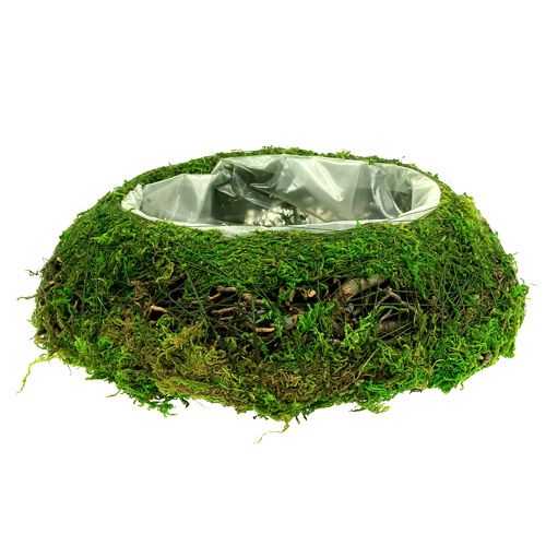 Floristik24 Pflanzschale Moos mit Rebe Ø 25cm