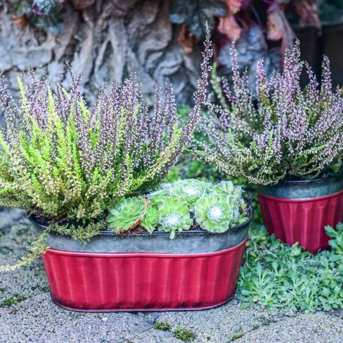 Floristik24 Pflanztopf oval Rot, Silber Zink 26×13cm H11cm