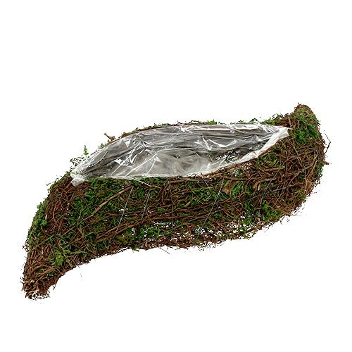 Floristik24 Pflanzwelle Rebe, Moos 45cm x 18cm H7cm