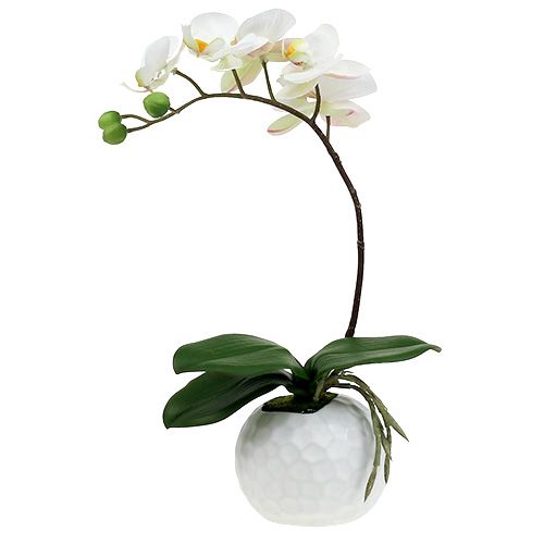 Floristik24 Phalaenopsis Creme im Keramiktopf 33cm