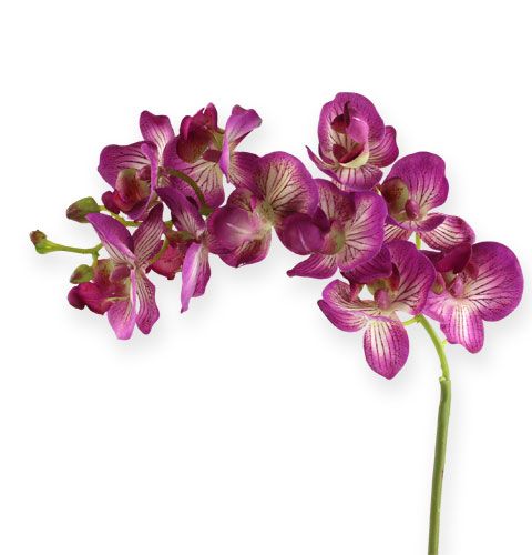 Floristik24 Orchidee Phalaenopsis Lila-Creme 62cm