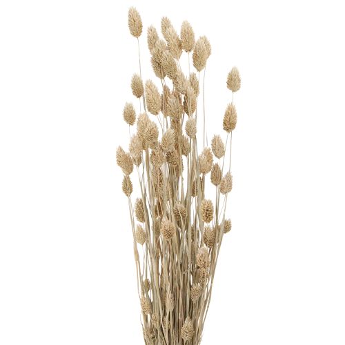 Floristik24 Phalaris Kanariengras Trockenblumen Weiß L64cm 75gx2St