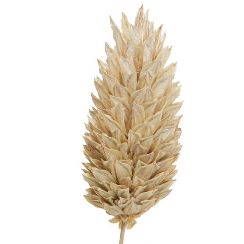 Floristik24 Phalaris Kanariengras Trockenblumen Weiß L64cm 75gx2St