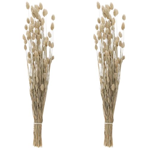 Floristik24 Phalaris Kanariengras Trockenblumen Weiß L64cm 75gx2St