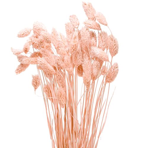 Floristik24 Phalaris Rosa Glanzgras getrocknet Trockendeko 65cm 60g