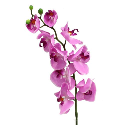 Floristik24 Orchidee Phalaenopsis Pink 77cm