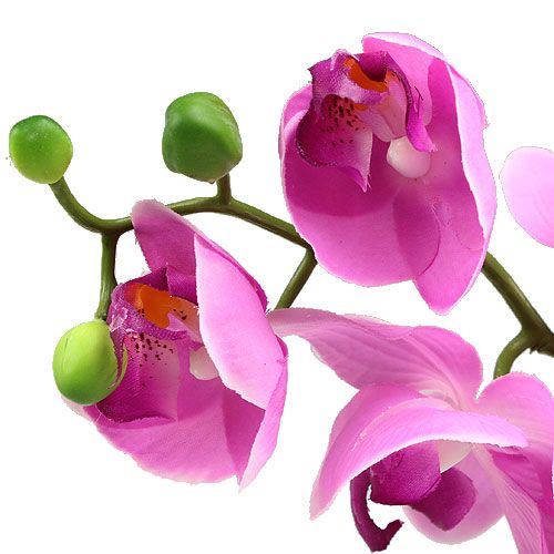 Floristik24 Orchidee Phalaenopsis Pink 77cm