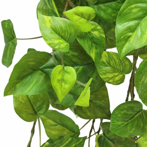 Artikel Philodendron Hänger 80cm