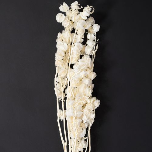 Physalis getrocknet Gebleichte Lampionblume Deko Nicandra 75-80cm 100g