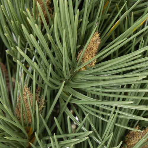 Künstliche Kiefernzweige, dekorativer Bund, 39 cm, grün, 6 Stück für Innenbereich | Floristik24.at