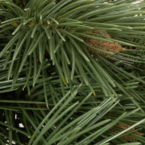 Künstlicher Kiefernzweig 55cm grün 3er-Set für Dekoration | Floristik24.at