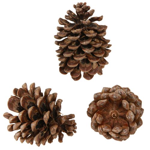 Artikel Pinus Pinea Echte Zapfen Groß Pinie Natur H10-12cm 50 St