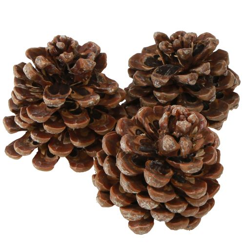 Artikel Pinus Pinea Mittelgroß Pinienzapfen Natur 8-10cm 50 St
