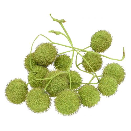 Floristik24 Platanen Früchte Grün 200g