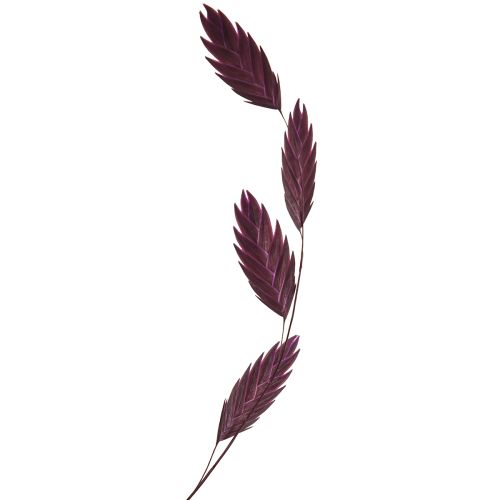 Artikel Plattährengras Trockengras Chasmantium Lila 70cm 10 St