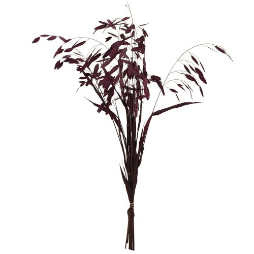Artikel Plattährengras Trockengras Chasmantium Lila 70cm 10 St