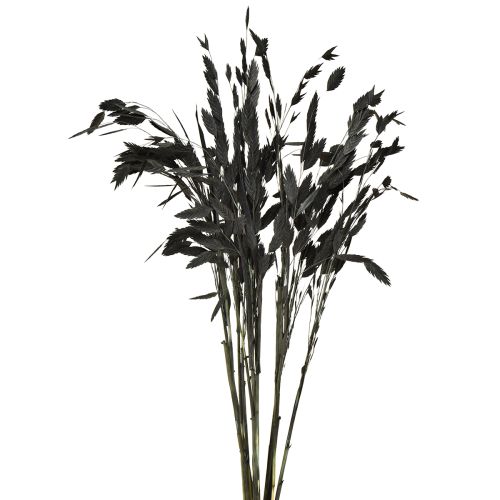 Plattährengras Trockengras Chasmantium Schwarz 70cm 10 St