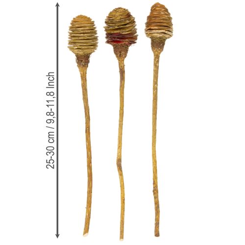 Artikel Platyspermum Köpfe mit Stiel Creme 5-7,5 cm, 50 Stück aus Holz
