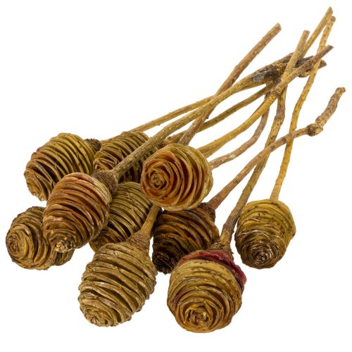 Platyspermum Köpfe mit Stiel Creme 5-7,5 cm, 50 Stück aus Holz | Floristik24.at