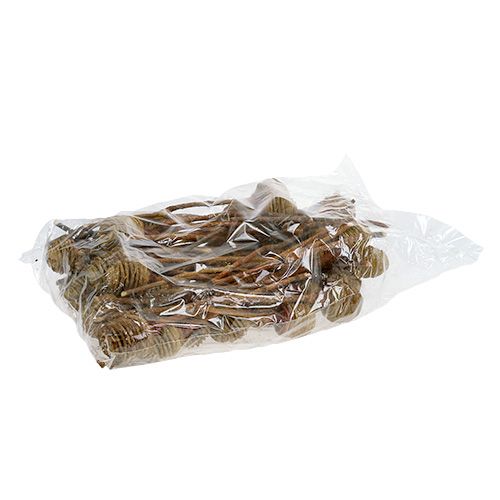 Artikel Platyspermum Creme 1-3, 50 Köpfe
