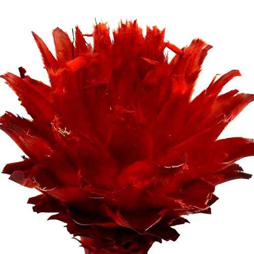 Artikel Plumosum 1 Rot 25 St