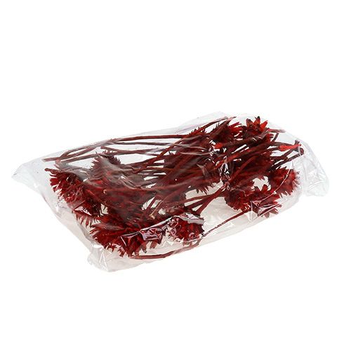 Artikel Plumosum 1 Rot 25 St