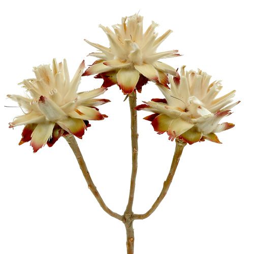 Floristik24 Leucospermum 1-3 Mix creme 100 Köpfe