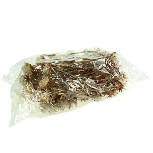 Artikel Leucospermum 1-3 Mix creme 100 Köpfe