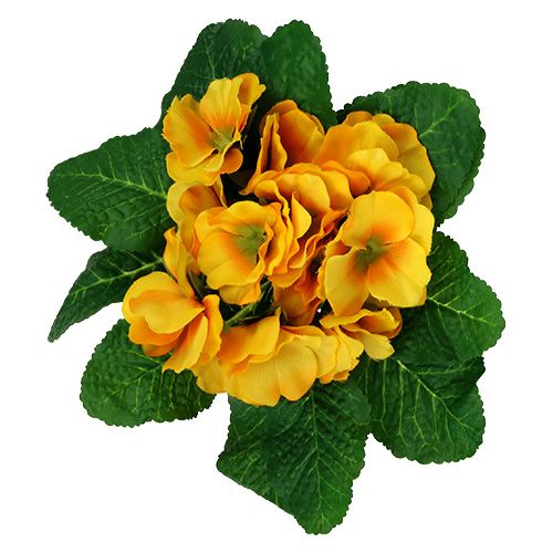 Floristik24 Primel 15cm Gelb