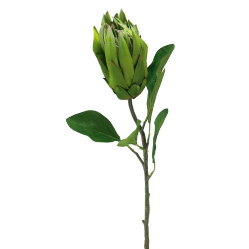 Floristik24 Protea Grün Rot Künstliche Blume Kunstzweig L65cm Ø5,5cm