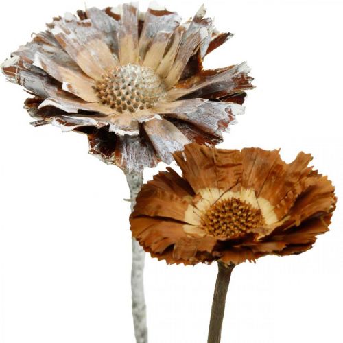 Exoten Mix Protea Rosette Natur, Weiß gewaschen Trockenblume 9 St