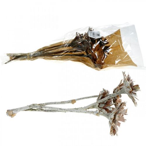 Floristik24 Exoten Mix Protea Rosette Natur, Weiß gewaschen Trockenblume 9 St