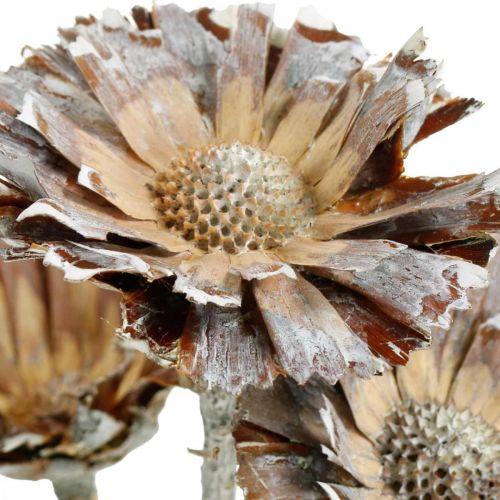 Floristik24 Exoten Mix Protea Rosette Natur, Weiß gewaschen Trockenblume 9 St
