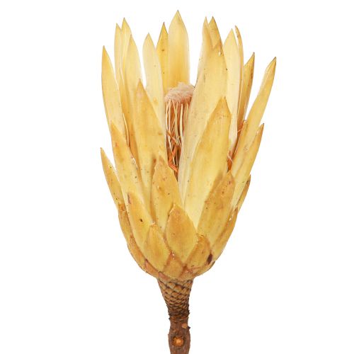 Artikel Proteen getrocknet Repens Creme 1.Wahl 10-12cm 25 St