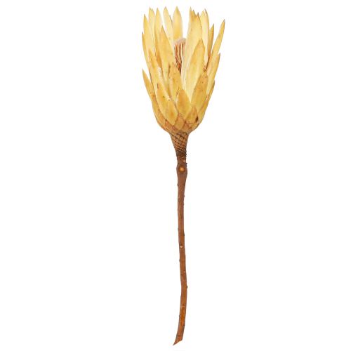 Artikel Proteen getrocknet Repens Creme 1.Wahl 10-12cm 25 St