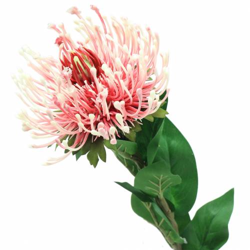 Floristik24 Protea Künstlich Rosa 73cm