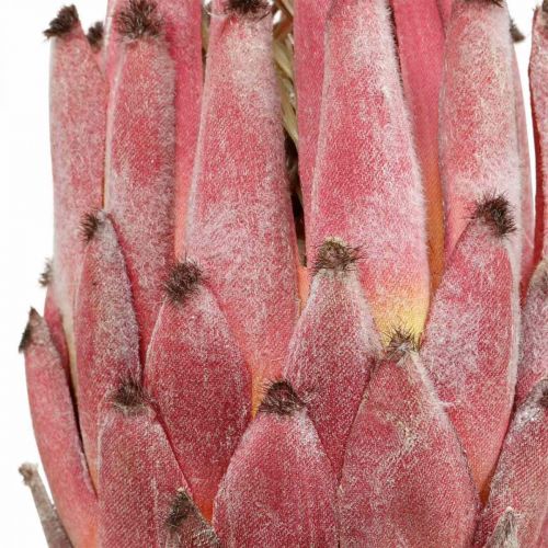 Floristik24 Künstliche Protea Rot Exotische Kunstblume H55cm