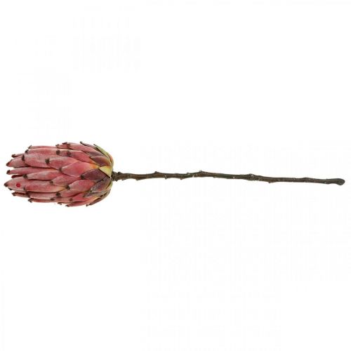 Floristik24 Künstliche Protea Rot Exotische Kunstblume H55cm