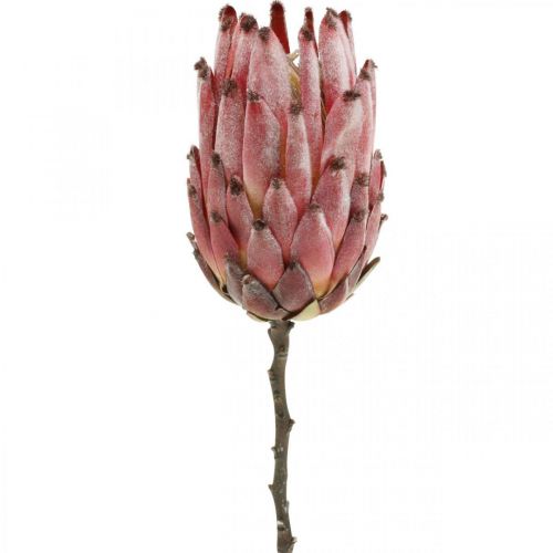 Floristik24 Künstliche Protea Rot Exotische Kunstblume H55cm